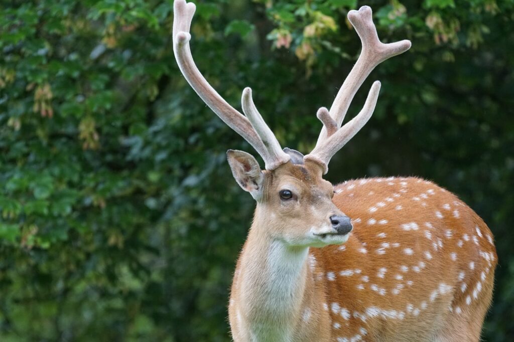 sika deer, deer, red deer-1454568.jpg